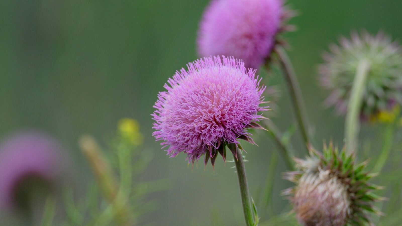 Milk Thistle Capsules: Benefits of a Powerful Plant