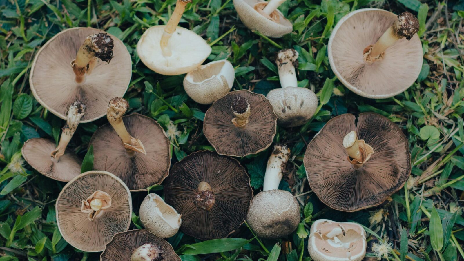 All About Mushroom Nutrients and Uses