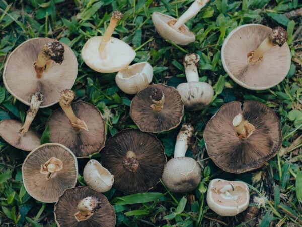 All About Mushroom Nutrients and Uses